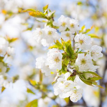 Close up of the blooming branch of the fruit tree.