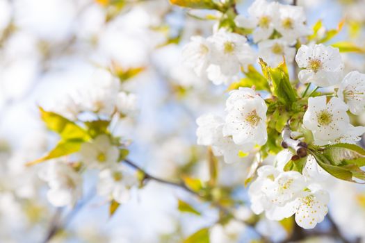 Close up of the blooming branch of the fruit tree.