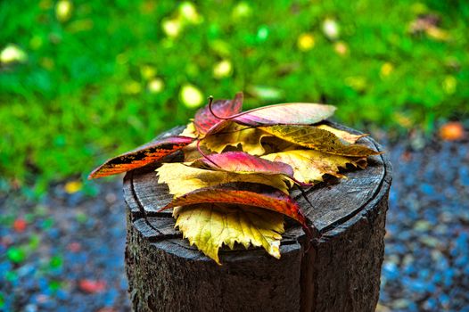Autumn leaves lie on the old cut tree stump against a green background