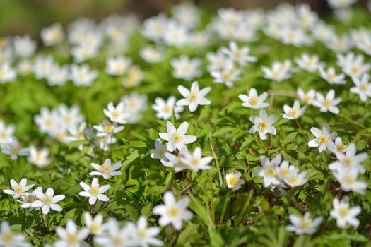 Anemone nemorosa is an early-spring flowering plant in the genus Anemone. Macro photo