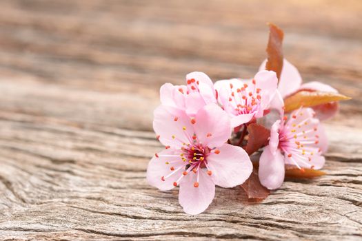 cherry blossom sakura on rustic wooden