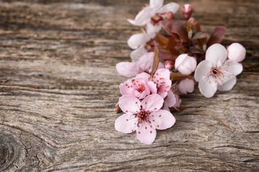 cherry blossom sakura on rustic wooden