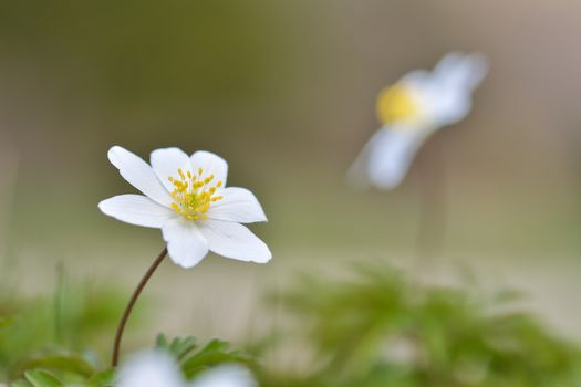 Anemone nemorosa is an early-spring flowering plant in the genus Anemone. Macro photo