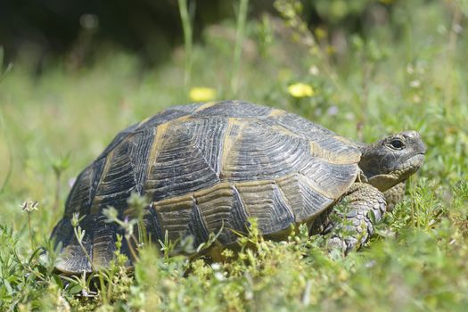 The spur-thighed tortoise or Greek tortoise (Testudo graeca) in natural habitat, National Park Macin Mountains, Dobrogea