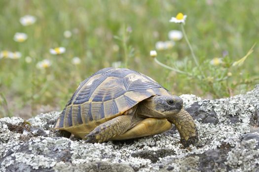 The spur-thighed tortoise or Greek tortoise (Testudo graeca) in natural habitat, National Park Macin Mountains, Dobrogea