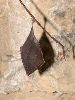 Lesser Horseshoe Bat (Rhinolophus hipposideros) hibernation