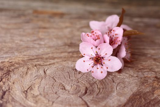 Spring blossom on rustic wooden plank