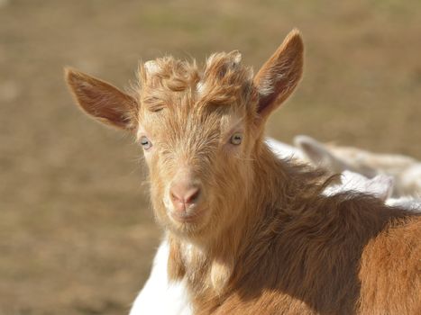 Brown baby goat