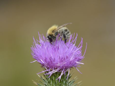 bumblebee on thistle flower