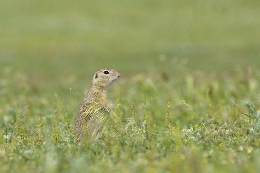 gopher in the nature 