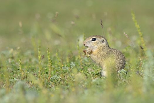 gopher in the nature 