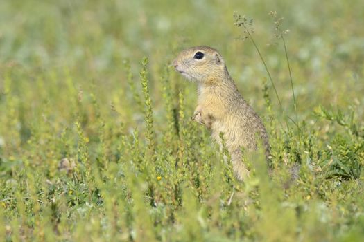 gopher in the nature 