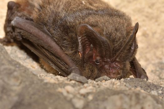 The barbastelle bat (Barbastella barbastellus), western barbastelle hibernation