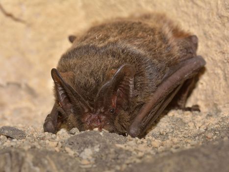 The barbastelle bat (Barbastella barbastellus), western barbastelle hibernation