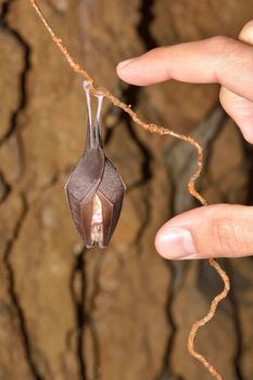 Lesser Horseshoe Bat (Rhinolophus hipposideros) hibernation