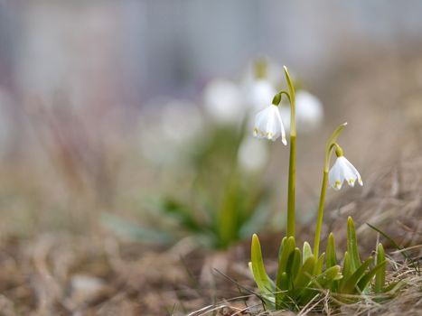 Snowdrops in nature