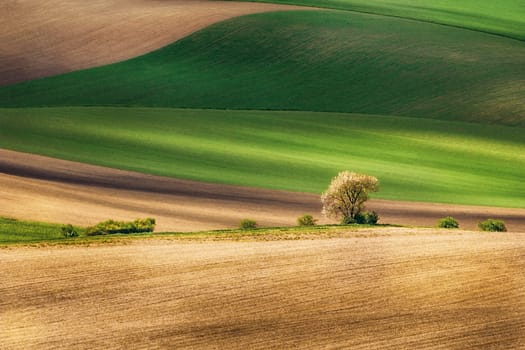 Lines and waves with tree in the spring, South Moravia, Czech Republic