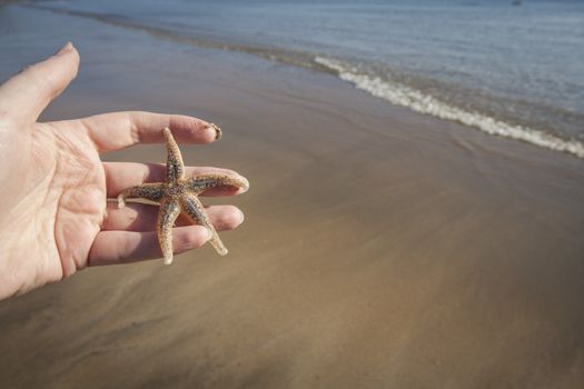 Hold holding a Starfish on a beach