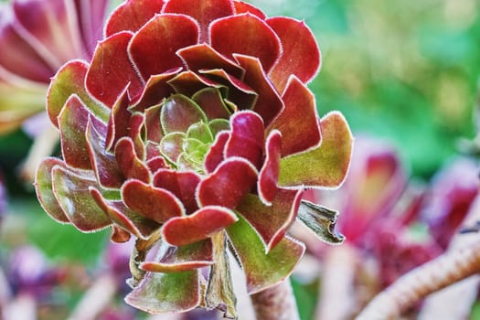 Cactus flower in the middle of summer