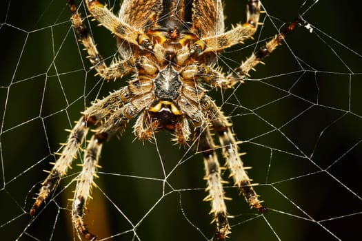 Spider with spider web in the garden close-up