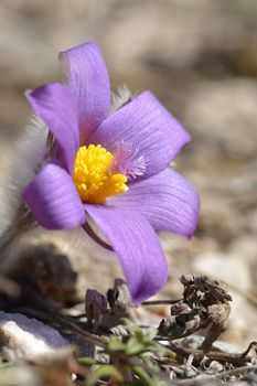 Mountain Pasqueflower (Pulsatilla montana)