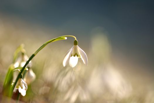 The first snowdrops
