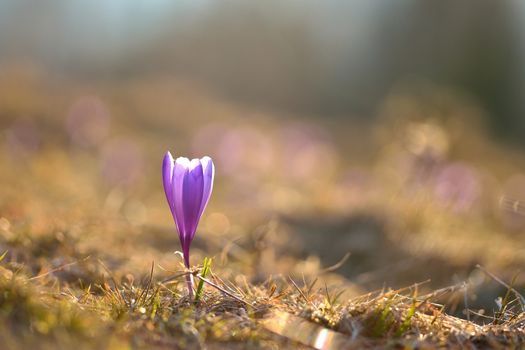 First spring crocus flower