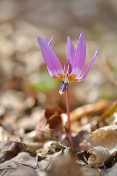 Dog-tooth Violet (Erythronium dens-canis) in nature