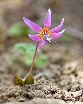 Dog-tooth Violet (Erythronium dens-canis) in nature