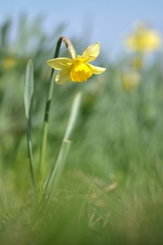 Soft focus image of freshly blossomed yellow spring daffodil flower