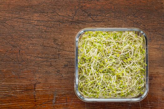 broccoli and radish sprouts in a square glass container against rustic wood