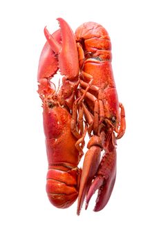 Close up Cooked Red Lobsters Duo in a Loving Position, Isolated on a White Background