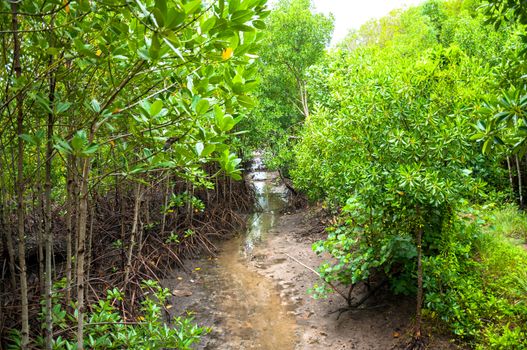 Landscape of Wood at fresh mangrove forest background