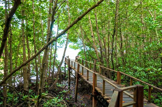 Landscape of Wood corridor at mangrove forest among the trees background