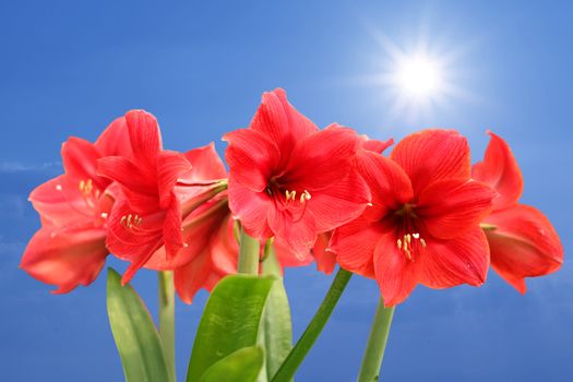 red amaryllis flower with beautiful sunbeam background          