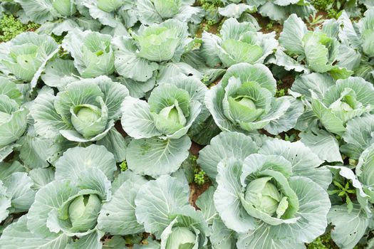 Tree cabbage Planted cabbage In agricultural areas. A cabbage that is ready to harvest.