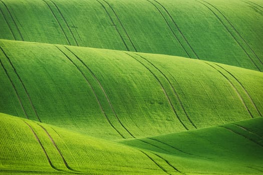 Lines and waves fields, South Moravia, Czech Republic