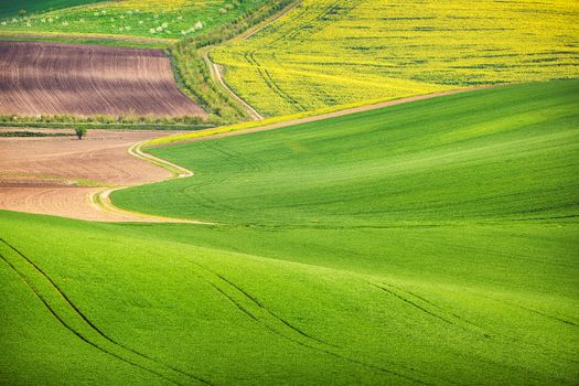 Road in the green field waves, South Moravia, Czech Republic