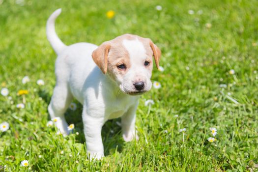 Mixed-breed cute little puppy outdoors on a meadow on a sunny spring day.