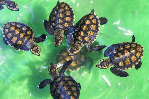Baby Green Turtles in Small Pool.