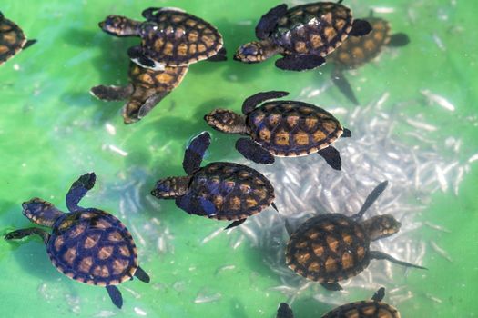 Baby Green Turtles in Small Pool.