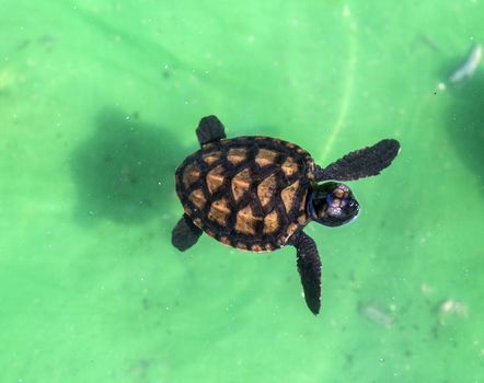 Baby Green Turtle in Small Pool.