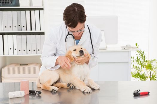Veterinarian examining a cute dog in medical office