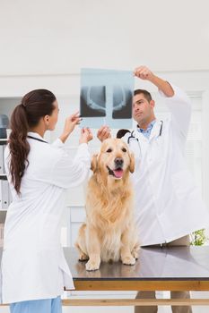 Veterinarian coworker examining dogs x-ray in medical office 