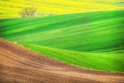 Field waves with tree in the spring, South Moravia, Czech Republic