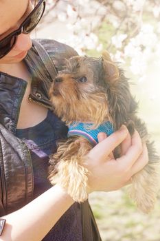 young woman holding a Yorkshire terrier puppy. Outdoors