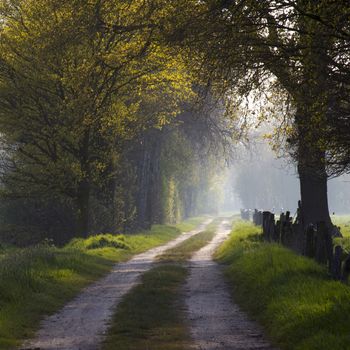 warm light falling on a road in a dark forest 