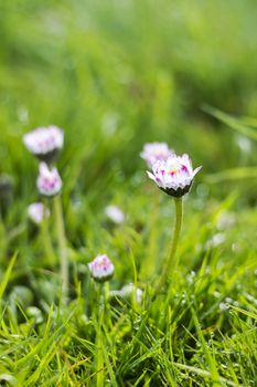 daisy flowers in morning dew with natural bokeh, soft focus