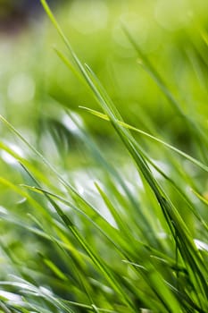 Fresh green grass. Soft Focus. Abstract Nature Background 