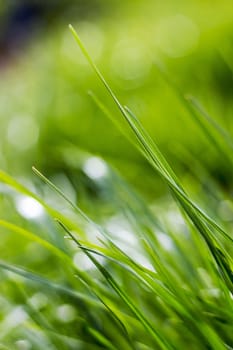 Fresh green grass. Soft Focus. Abstract Nature Background